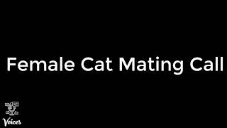 Download lagu Panggilan Kawin Kucing Betina mp3