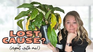 3 Peace Lily Problems EVERYONE Gets Wrong