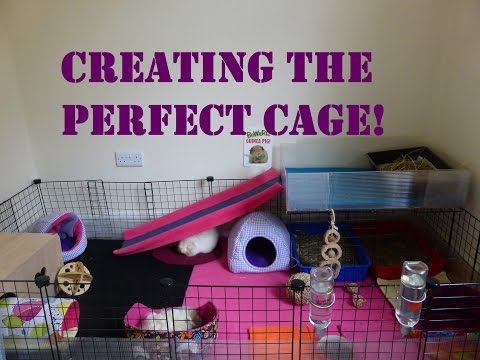 Your Guinea Pig's Home: 5 Top Tips for the Perfect...