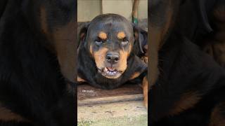 Download lagu just dog barking sound angry 😠 😡 👿 #angrypuppy #rottweiler #funnyanimal #Rottweiler #barking mp3