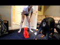 Dog S Hate Elmo