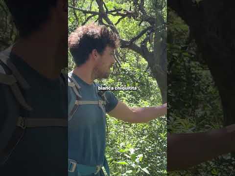 ¿Ves esa planta? ¡el guía nos dijo que no la toquemos!