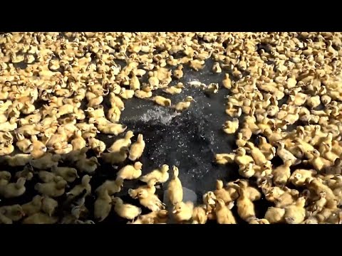 Amazing Duck Farm | Process of Producing Ducks For Eggs and Meat #wildlife #animals #shorts #cute
