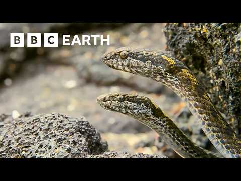 Greatest Fights in the Animal Kingdom: Part 3 | BBC Earth