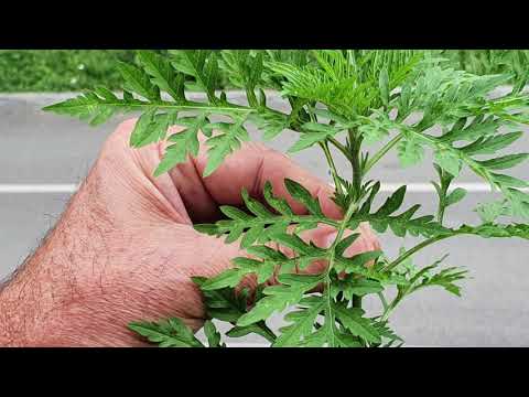 Ambrozija se sad uništava