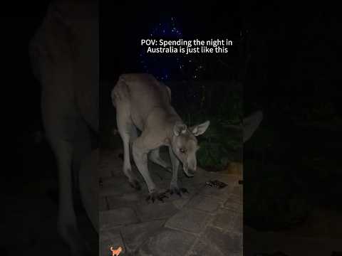 No boring moments with Australian wildlife😨#AussieWildlife #AustraliaLife #OnlyInAustralia