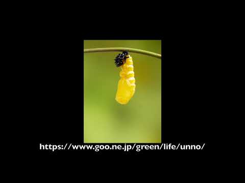 オオゴマダラの蛹化　タイムラプス