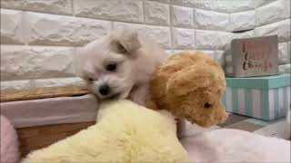 ハーフ犬の動画01