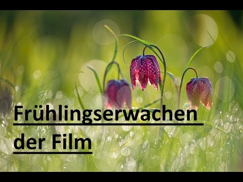 Frühlings Erwachen (Kurzfilm)