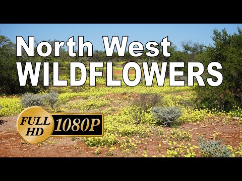 Yellow Wildflowers near Billabong Roadhouse, Western Australia