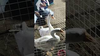 Download lagu untung di kandangin, kalau engga bakal di kejar soang kita. #soang #angsa #animals mp3