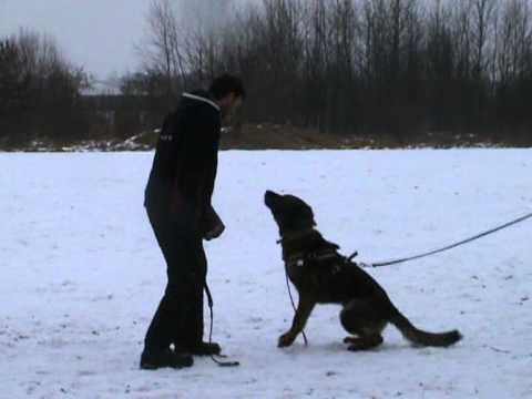 Coudy z údolí Úpy - defence 2/2011 (1 year)