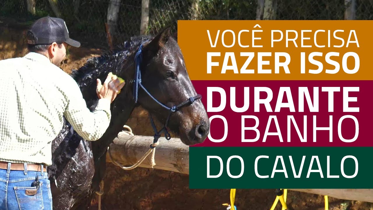 Como dar banho no cavalo: faça desse jeito!