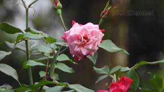 Download lagu INSTRUMEN KETAWANG  SINOM LOGONDHANG LARAS SLENDRO PATHET SANGA mp3