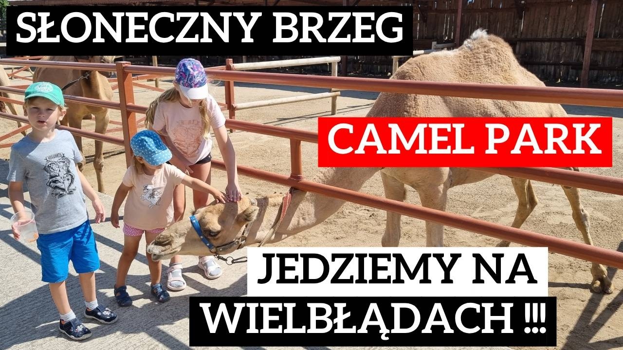 Jeździmy na wielbłądach w Camel Park Słonecznym Br...