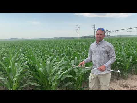 Early Season Corn Irrigation