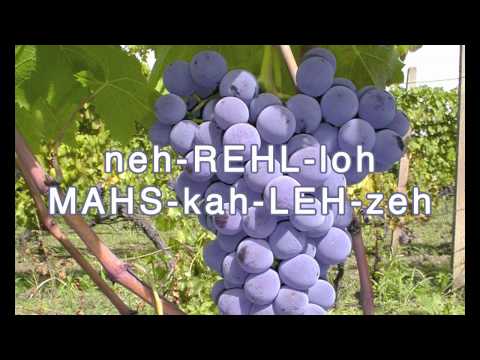 Nerello Mascalese as Spoken by Marilena Barbera