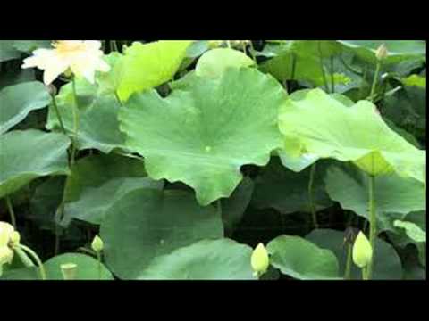 huy meas- Reatrey hnom Penh - Huy Meas song, huy meas old song