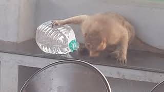 Look! How Tricky the Monkey Is!