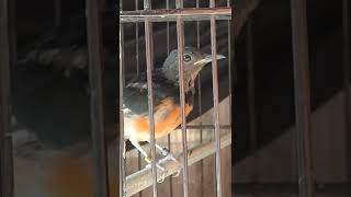 Download lagu trotol jantan warna bulu kayak cewek mp3 Download lagu trotol jantan warna bulu kayak cewek mp3