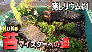 【癒しリウム♯1】トロ舟使って初の苔リウム挑戦してみた！！