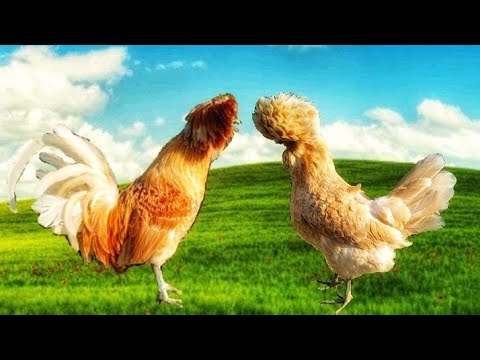 , title : 'Best Chicken Breed For Backyard 🐔🐓| Information about Polish Chicken Breed 🐔🐓 - HD'