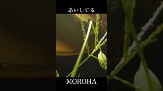 MOROHA あいしてる 公園で夜練 #ギター #guitar #ソロギター