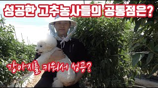 올해 고추 농사 성공한 분들은 시작부터 남 달랐다!!! 성공한 고추 농가의 공통점은 하나!!태안 안면도 고추…