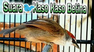 Download lagu Suara Pancingan Kaso Kaso Betina, Ampuh Cepat Nyaut mp3