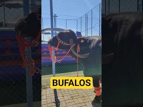 Bufalos na Capital paranaense da Cavalgada do Paraná #curiosidades  #cafezaldosul #brasil