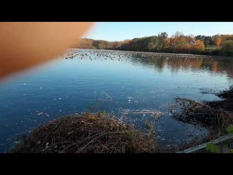 HONK HONK AM GOOSE!!!!!