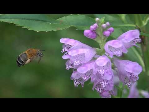 庭のコシブトハナバチの吸蜜