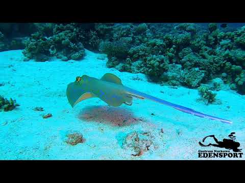 Nurkowe wakacje z EdenSport! 💙