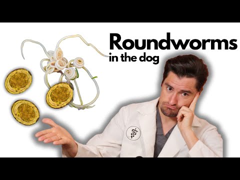 犬の回虫