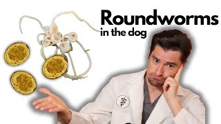 Roundworms in the Dog