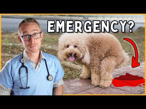 Is blood in your dog's poop an emergency? (vet reveals all)