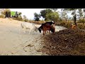 Calf Vs Cow Amazing Fighting