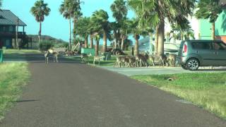 preview picture of video 'Deer feeding at Port Mansfield Texas 2012-10-20'