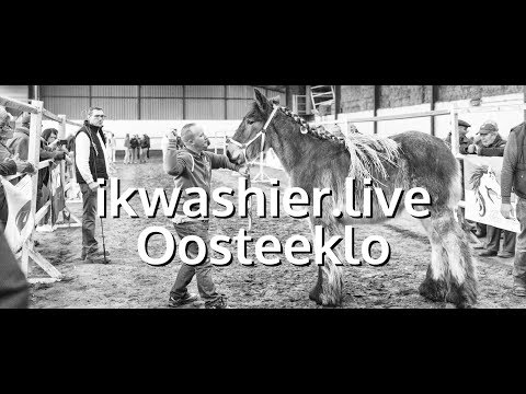 , title : 'Belgian Draft Horse / Belgische Trekpaarden op 3e Veulenprijskamp VOT - ikwashier.live in Oosteeklo'