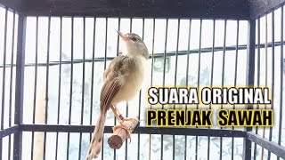 Download lagu Prenjak | ciblek sawah | ciblek klik klik suara asli alam untuk memancing burung cepat gacor mp3