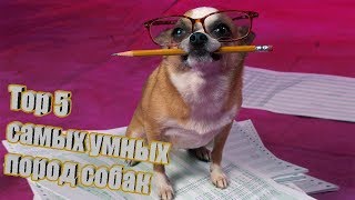 САМЫЕ УМНЫЕ ПОРОДЫ СОБАК В МИРЕ .ТОП 5 САМЫХ УМНЫХ СОБАК