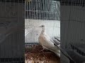 Ringneck Dove Family Shorts Phoring