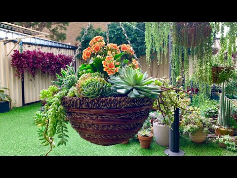 image-Can you plant succulents in a hanging basket?
