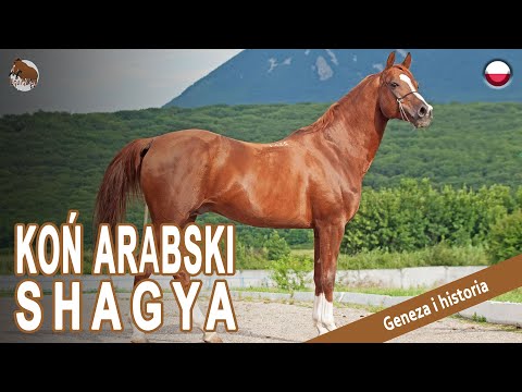 , title : 'KOŃ ARABSKI SHAGYA, konie orientalne, stworzone do wojny, POCHODZENIE RAS'