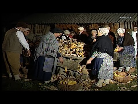 13.11.2022. POTICAJ - Luštrenje kukuruza u Svetom Đurađu - radilo se, ali se živjelo zadovoljnije