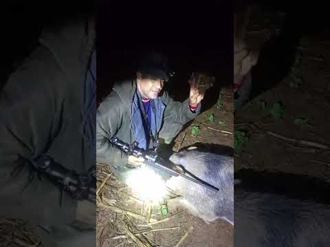 Equipe calango azul no controle do javali Edéia Goiás