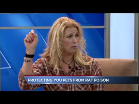 The Dangers of Rat Poison to Dogs