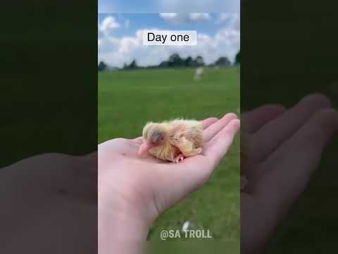 Small To Giant Animals Transformation