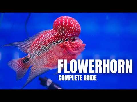 Flowerhorn — kompletný care guide pre hybridnú cichlidu