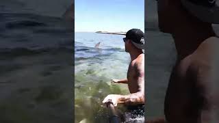 Download lagu Wild Encounter With A Big Hammerhead Shark #Shorts mp3